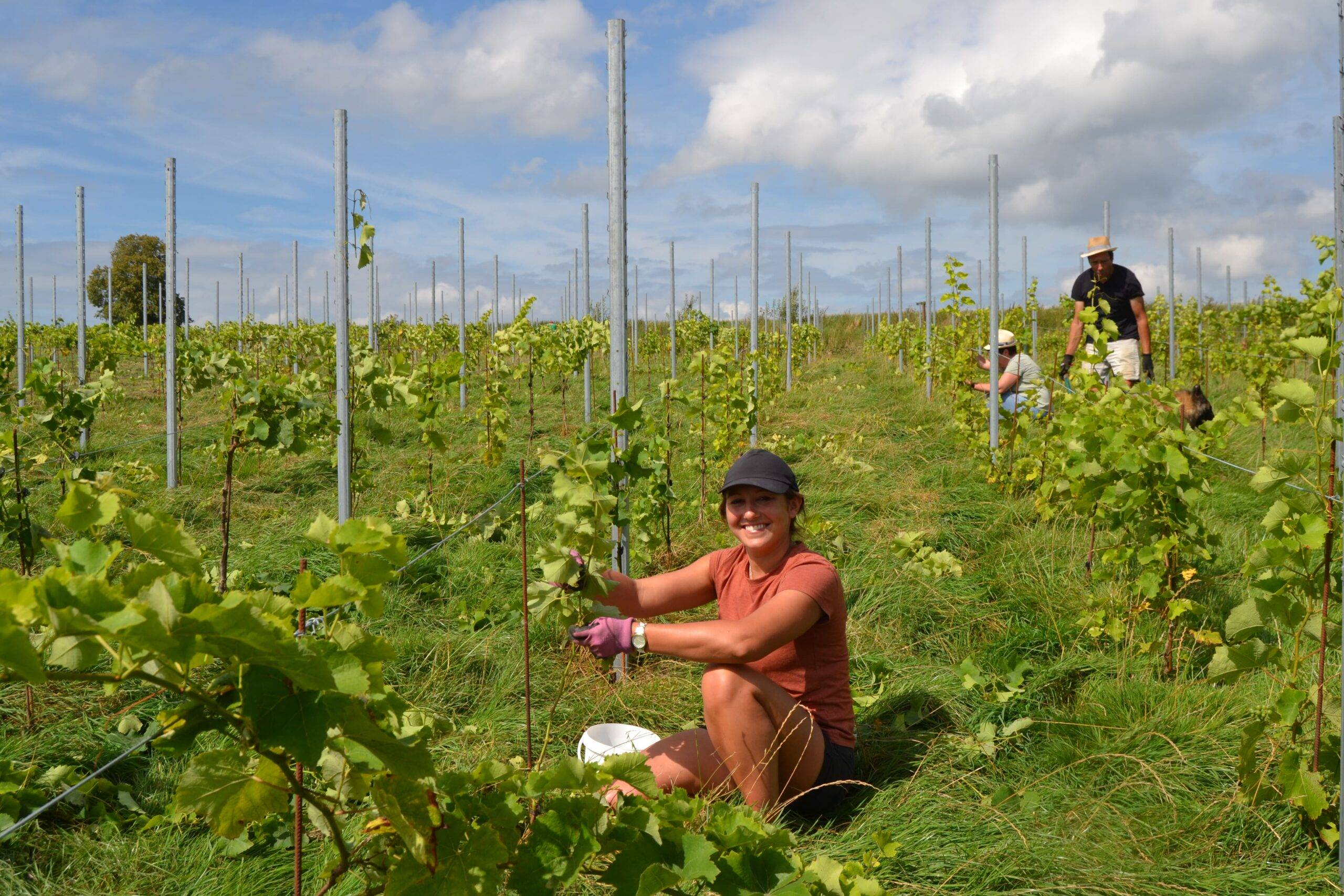 Côteaux des deux tilleuls Thierry Catteau