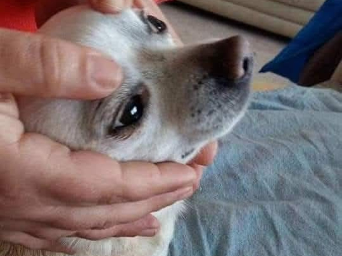 Soins aux animaux